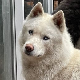 Bronco - Siberian Husky