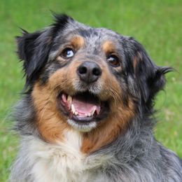 Firefly - Miniature Australian Shepherd