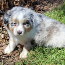 Tilly - Blue merle female Australian Shepherd puppy in Kansas, Oklahoma from Windy G Farm
