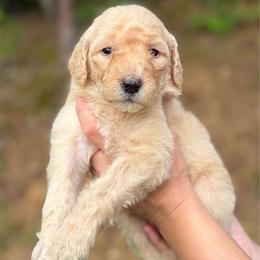 Maroon - Apricot female Goldendoodle puppy in Ranger, Georgia from Muscadine Meadows Poodles and Doodles