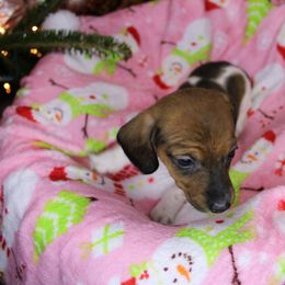 Girl 2 - Piebald female Dachshund puppy in Swansea, South Carolina from Miniature Dachshunds of Happy Town
