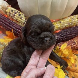 Diva's Chocolate Girl w red ID collar - Brown female Cocker Spaniel puppy in Pensacola, Florida from Barbara Richards' Cocker Kennel, Pensacola, FL
