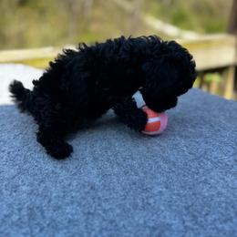 Isabela (Baby 4) - Black female Poodle puppy in Rocky Top, Tennessee from WayMakers Papillons & Poodles