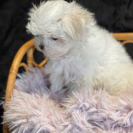 Cashmere - White female Maltese puppy in Bennettsville, South Carolina from Cottonwood Maltese