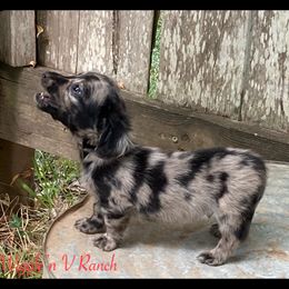 Dachshund and Pug Puppies from Wiggle'n V Ranch