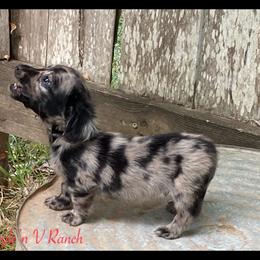 Dachshund and Pug Puppies from Wiggle'n V Ranch