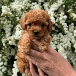 Piglet - Red female Yorkipoo puppy in South Jordan, Utah from Wasatch Pup