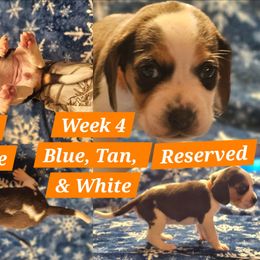 Olive-Orange-Female - Blue tan and white female Beagle puppy in Bemidji, Minnesota from Nse Farms Beagles