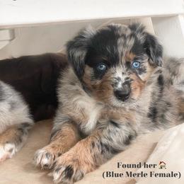 Jester (Jesty) - Blue merle female Australian Shepherd puppy in Oklahoma City, Oklahoma from Mika’s Aussies