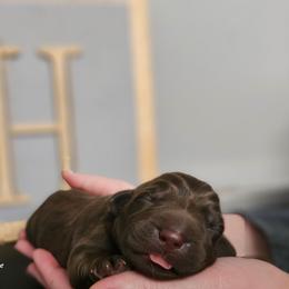 Charlie - Chocolate male Labrador Retriever puppy in Macomb, Missouri from Hicks Family Homestead