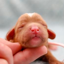 Girl 2 - female Australian Labradoodle puppy in Redding, California from Shasta Royal Monroe Puppies