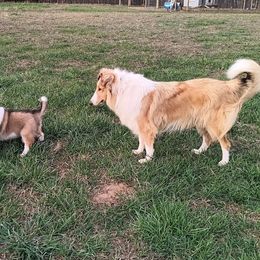 Sunny - Collie