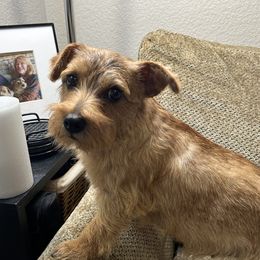 Darby - Norfolk Terrier