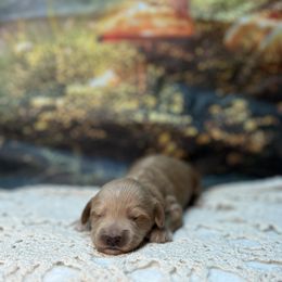 Pumpkin - Apricot female Goldendoodle puppy in Pollock Pines, California from Penny Lane’s Doodles