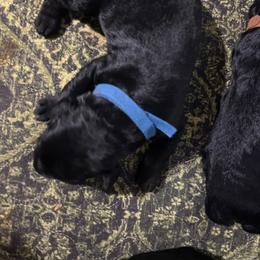 Shadow-Blue collar - Black male Giant Schnauzer puppy in Atoka, Oklahoma from Hannah's Haus & Farm