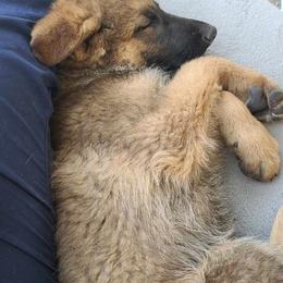 German Shepherd Puppies from vom Gannett