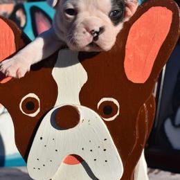Valentine - Black brindle and white male Boston Terrier puppy in New Cumberland, Pennsylvania from BB and C Bostons
