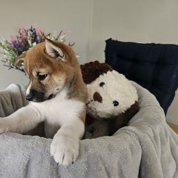 Shiba Inu Puppies from Shiba Shenanigans