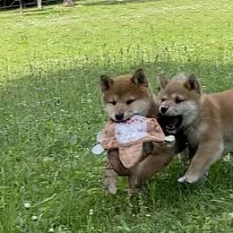 Akita and Shiba Inu Puppies from Day Dream Shiba Inu’s