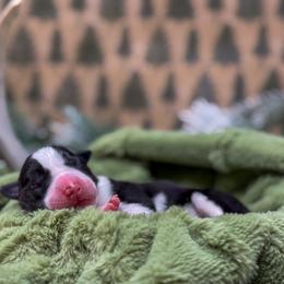 Border Collie, Papillon, Sporty Mix, and Whippet Puppies from Old Hemp Border Collies / Open Horizon Sport Dogs