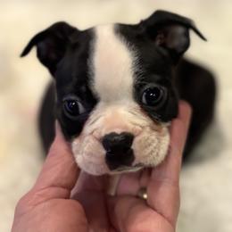 Cat woman - Black and white female Boston Terrier puppy in Covington, Georgia from Tuxedo Bostons of Atlanta