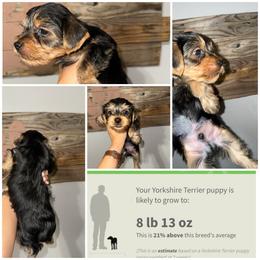 Teddy Bear - Black and gold male Yorkshire Terrier puppy in Cleveland, Tennessee from Moody’s Morkies and More