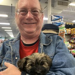Havanese Puppies from Homefull of Havanese
