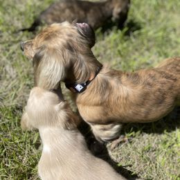 Dachshund Puppies from LovelylilDoxies