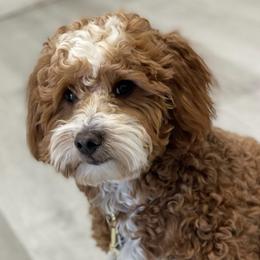 Cosmo - Goldendoodle