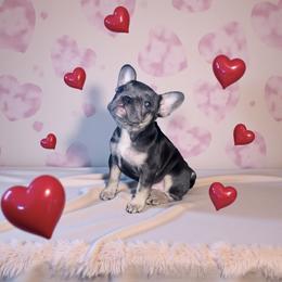 Chihuahua and French Bulldog Puppies from Sasha’s Elite Kennel LLC