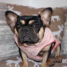 French Bulldogs and Poodles from Pawsh Petites