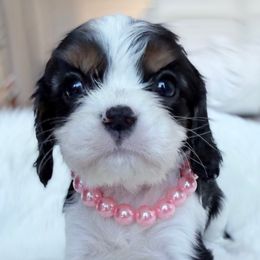 Paula 2nd row 2nd picture - Tri-color female Cavalier King Charles Spaniel puppy in Richmond, Virginia from Irresistible Dachshunds & Cavaliers