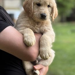 Lucus - Golden Golden Retriever puppy in Ringgold, Georgia from Southern Belle's Puppies
