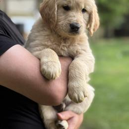 Lucus - Golden Golden Retriever puppy in Ringgold, Georgia from Southern Belle's Puppies