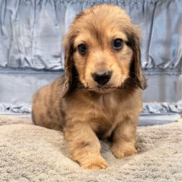 Hamilton - Cream male Dachshund puppy in Anderson, Alabama from Pasek Kennels