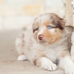 Skeeter - Red tri-color male Australian Shepherd puppy in Campbell, Texas from RD Ranch