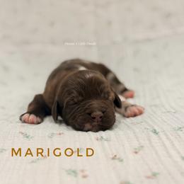 Marigold - Merle female Goldendoodle puppy in Dallas County, Texas from Dream A Little Doodle