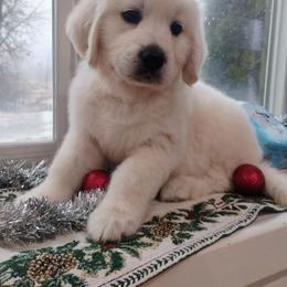 Biscuit - Light golden male Golden Retriever puppy in Colville, Washington from Rosehaven Homestead