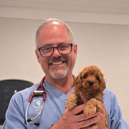 Cavapoo puppies from Kingdom Bound By Design