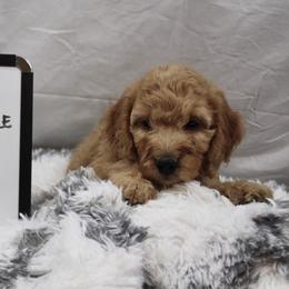 Goldendoodle and Poodle Puppies from Partridge Doodles and Poodles