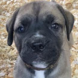 Glamour - Coffee Collar Girl - Tawny female Boerboel puppy in Navasota, Texas from Silverthorne Boerboels