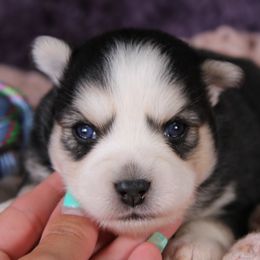 Rumor - Black and white female Pomsky puppy in Albany, Indiana from Hatz Off Puppies