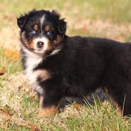 Bonnie BTF  blue eyes - Black tri-color female Australian Shepherd puppy in Cookeville, Tennessee from Spring Creek Aussies