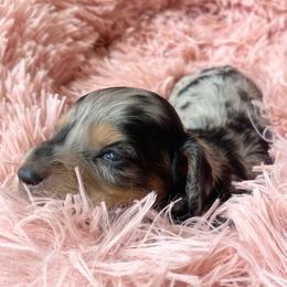 Bailey - Dapple female Dachshund puppy in Trenton, Florida from Tweenie Weenie Dachshunds