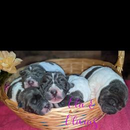 Chinese Shar-Pei Puppies from Ola & Olivia's Shar Pei