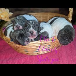 Chinese Shar-Pei Puppies from Ola & Olivia's Shar Pei
