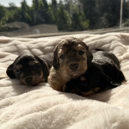 Werther - Cream male Dachshund puppy in San Diego, California from Enchantables