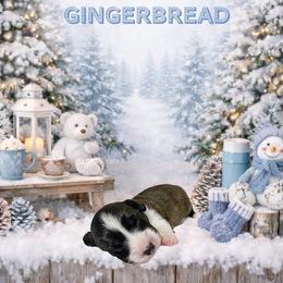 Gingerbread - Brindle and white male American Corgi puppy in Temple, Texas from Silver Moon Cardigan and American Corgis