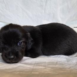Amethyst - Black female Dachshund puppy in Eldon, Missouri from Pure Joy Dachshunds