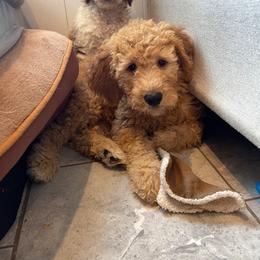Maple - Apricot female Goldendoodle puppy in Sugarcreek, Ohio from True Hearted Doodles